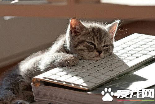 都在潜水，没人理我