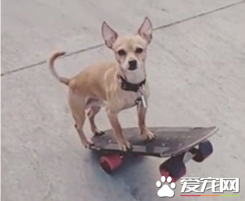 狗狗也会溜滑板 吉娃娃让人大开眼界