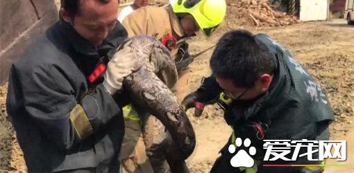 农地窜出2米巨大蟒蛇 勇猛消防队徒手抓