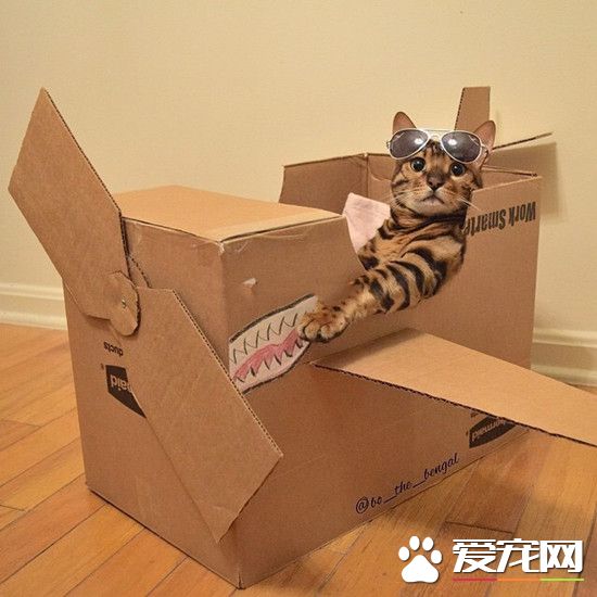 寡人的飞机酷不酷