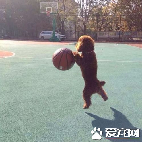 运动细胞好强的狗狗