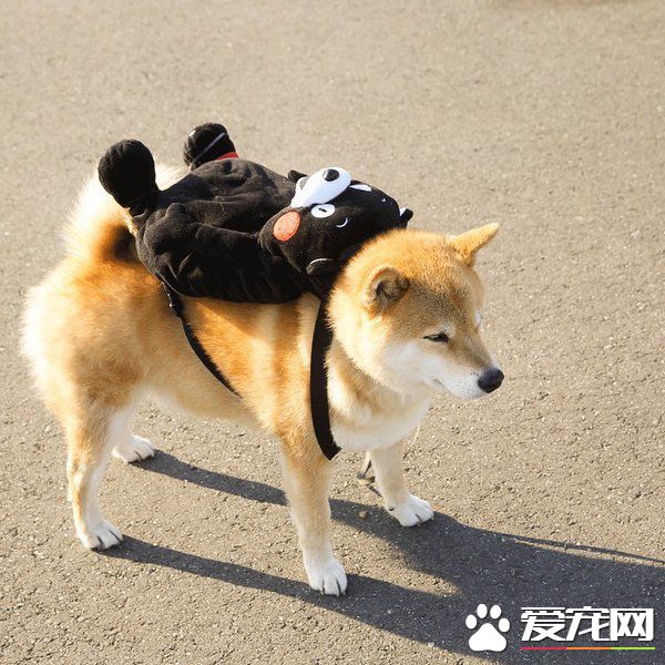 我去上学校，天天不迟到