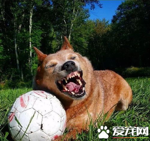 小球迷的幸福时刻