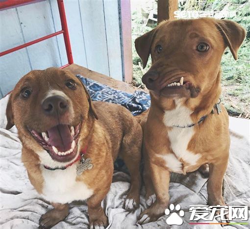 畸形狗逃过安乐死 整容后重获新生