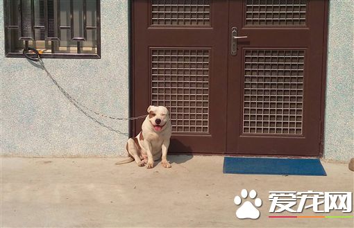 女童遭自家狗拖行 路人搭救反被咬断手指