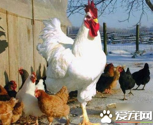 比小孩还要高 超巨大婆罗王鸡一夕爆红