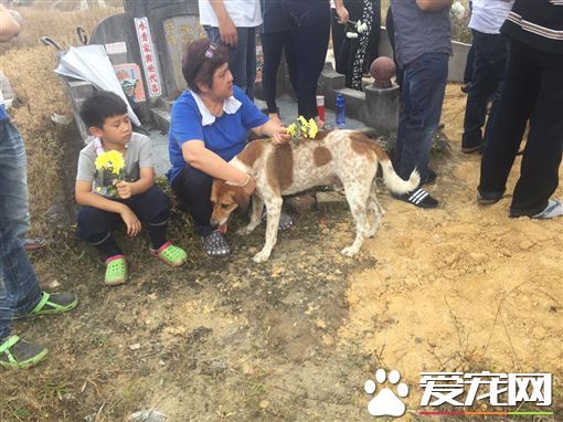 忠犬追送葬车队3公里 死守棺木陪伴已逝主人