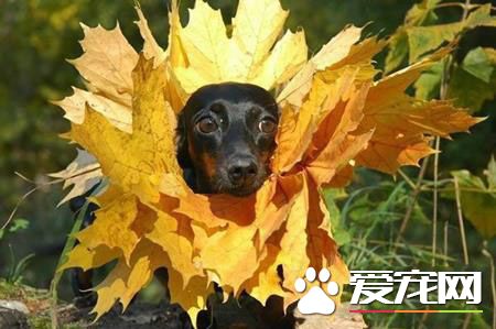 主人说这样比较像狮子王