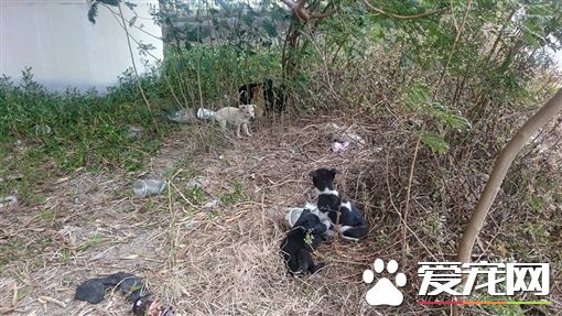 小狗疑遭人遗弃 10只小狗寒风中依偎取暖