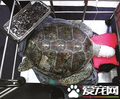 海龟误食许愿钱币 肚藏5公斤钱币险丧命