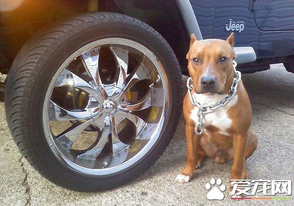 自家狗咬死6岁男童 美国男子被控过失杀人