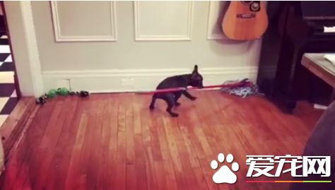狗狗也有洁癖 小法斗萌咬拖把自己打扫房间
