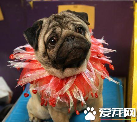 与前女友吵架 一怒之下将爱犬摔下七楼