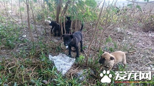 小狗疑遭人遗弃 10只小狗寒风中依偎取暖