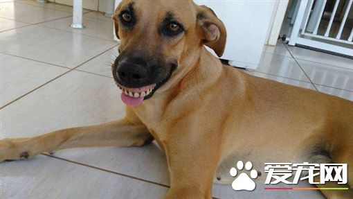 爱犬躲后院忙挖土 回来带假牙吓坏主人