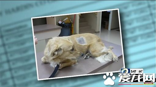 狠心虐狗换毒 上兽医院骗止痛剂吸食