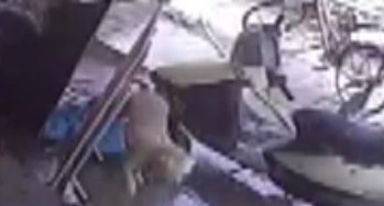 虐狗怪客闯民宅接冷水狂冲 小狗冻坏四处逃