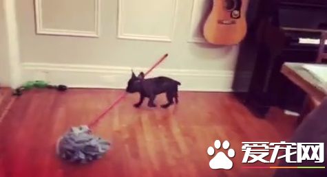 狗狗也有洁癖 小法斗萌咬拖把自己打扫房间