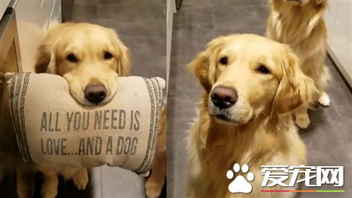 黄金猎犬为了吃 叼枕头向主人高调示爱