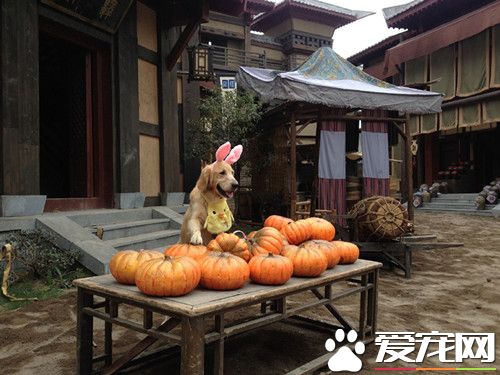 卖南瓜了，新鲜的大南瓜