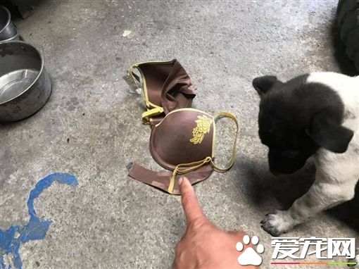 狗狗散步叼回这个 饲主看见不知怎么跟邻居解释