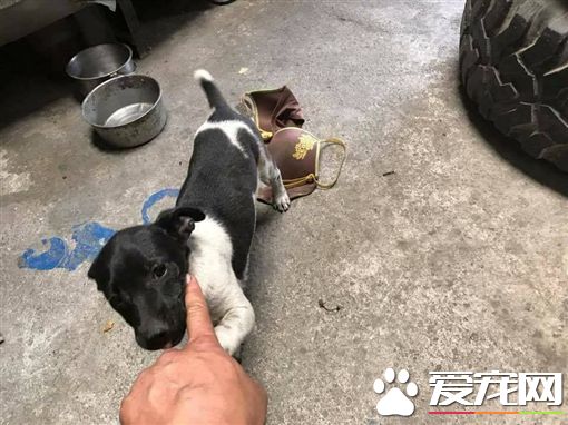 狗狗散步叼回这个 饲主看见不知怎么跟邻居解释