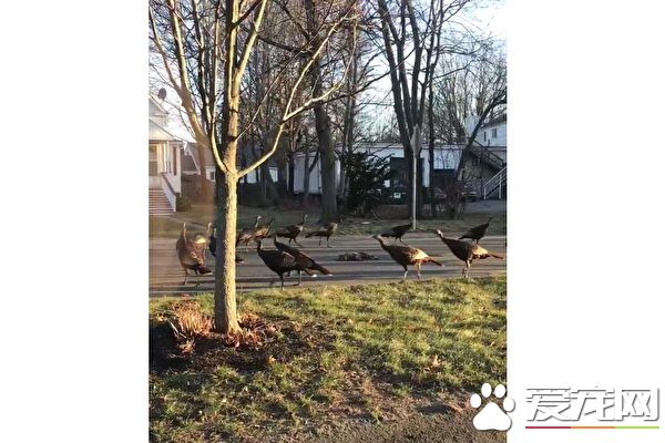 超怪异 美麻州火鸡围着死猫跳康加舞