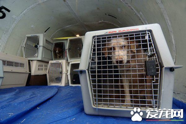 用狗当毒骡运海洛因 两美国男子被控