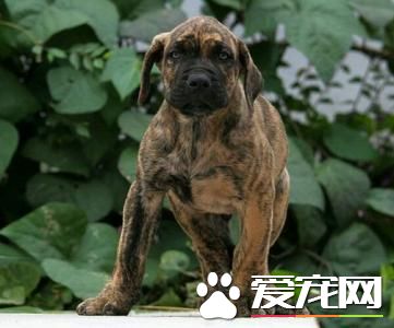 悉尼Penrith区恶犬袭民袭警 咬伤三人
