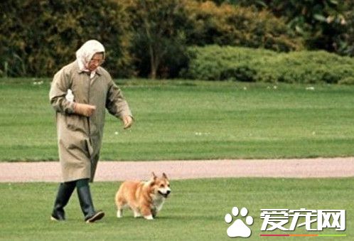 不舍30年员工逝世 英女王想照顾他的狗