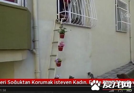 土国女子在窗外架梯子 让流浪猫进屋取暖