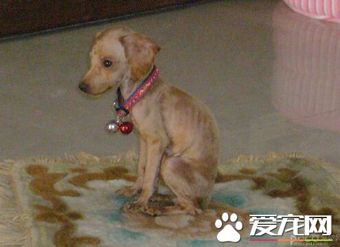 高市高中生抢救8只受困校内水沟幼犬