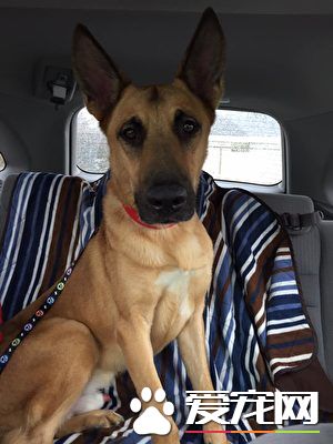 爱狗被法官判死刑 主人想到这个方法救它