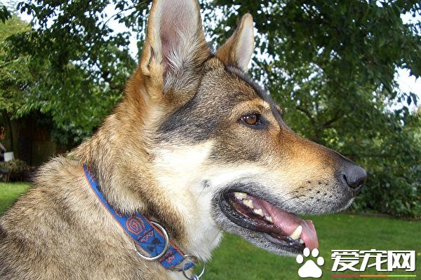 狗嗅出癌症 它闻乳癌患者绷带100%准确