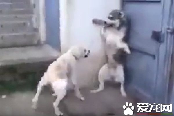 母性本能 孩子被吓狗妈妈瞬间现身反击