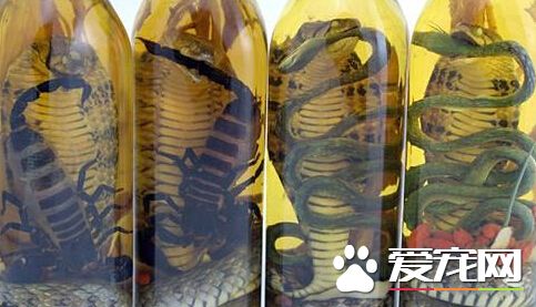 惠灵顿港口内清洁出违禁物 瓶内装有蛇蝎