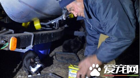 美国男子每天出门喂几十只流浪猫 22年不变
