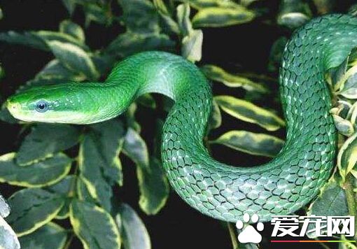 芝加哥西郊瑞柏市蛇类频繁出现 引发恐慌