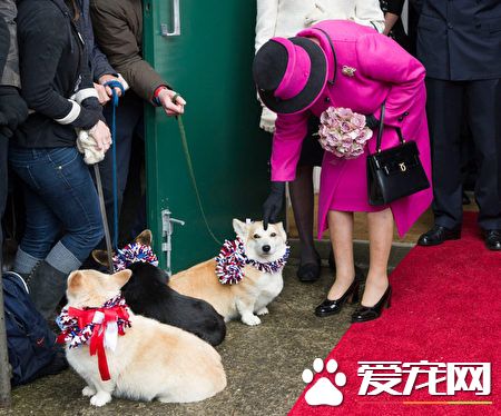 不舍30年员工逝世 英女王想照顾他的狗