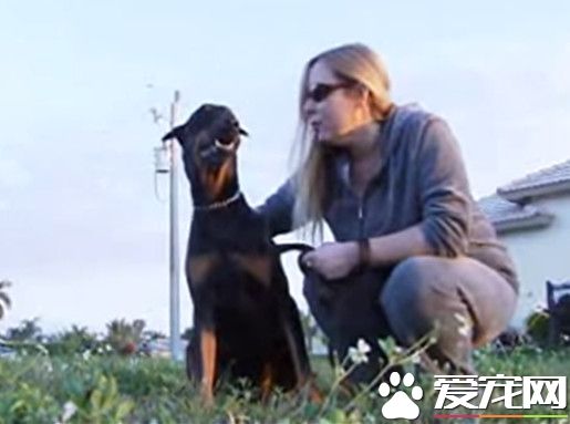 调皮狗贪玩掉进运河 海豚奋力相救