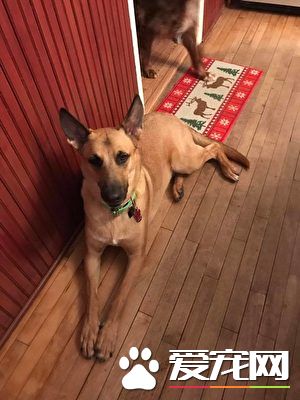 爱狗被法官判死刑 主人想到这个方法救它