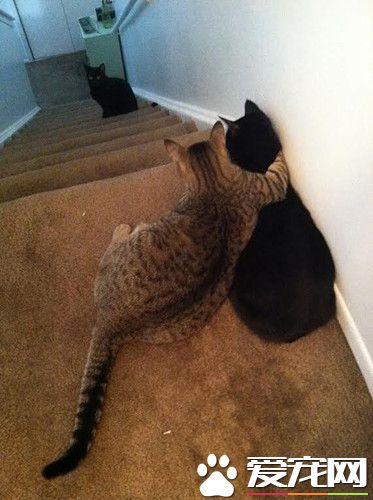 兄弟，看那只猫跟你长的一模一样