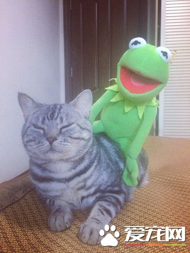 时代不一样了，一只小青蛙都能欺负朕了