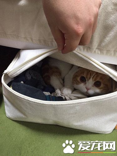 主银，你咋知道我藏在这的