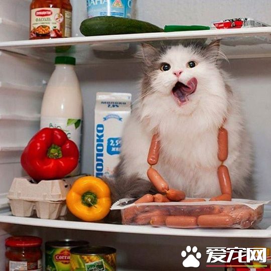 嘿嘿，今天寡人可以饱餐一顿了