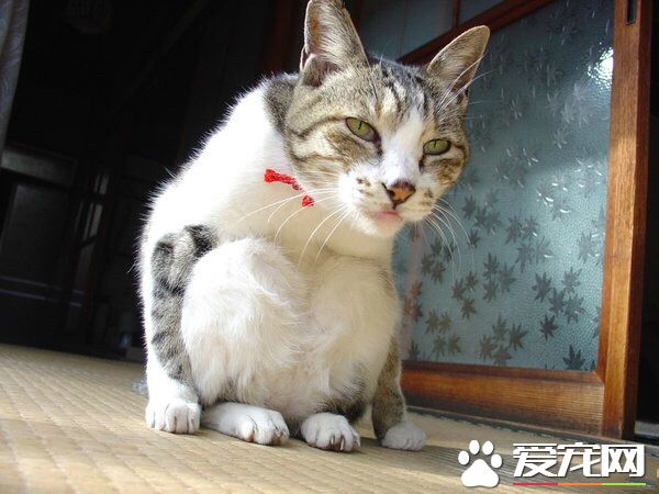 敢问陛下，您这是个啥坐姿呢