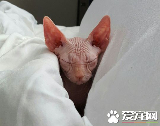 容老衲思考一下猫生