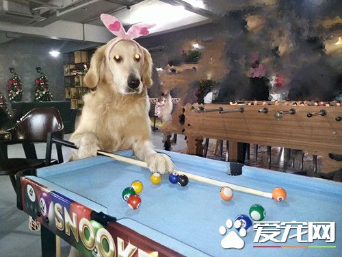 谁敢与我在球台上决一高低