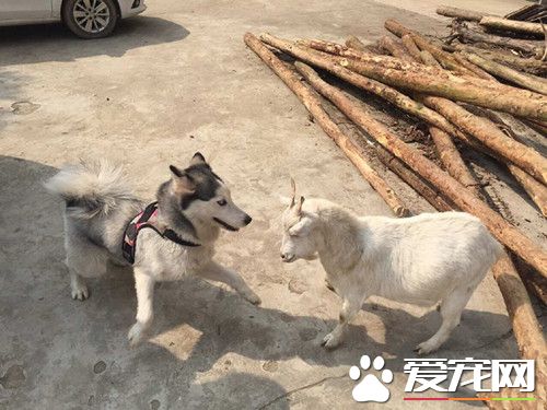 嘿！喜羊羊，我们来交个朋友吧