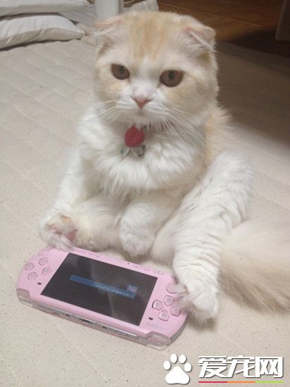 快给本王说说这关怎么过